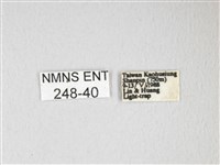 紅目天蠶蛾藏品圖，第3張