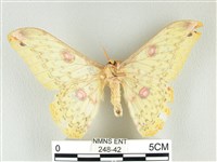 黃豹天蠶蛾藏品圖，第2張