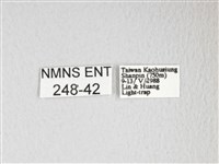 黃豹天蠶蛾藏品圖，第3張