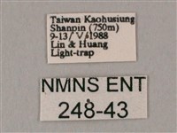 粗斜紋天蛾藏品圖，第3張