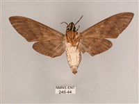 細斜紋霜天蛾藏品圖，第2張