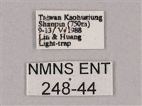 細斜紋霜天蛾藏品圖，第3張