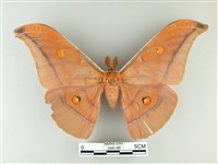 紅目天蠶蛾藏品圖，第1張