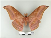 紅目天蠶蛾藏品圖，第2張