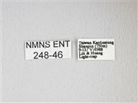 紅目天蠶蛾藏品圖，第3張