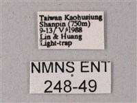 藏斜紋天蛾藏品圖，第3張