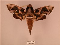 暗綠白腰天蛾藏品圖，第1張