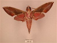 暗綠白腰天蛾藏品圖，第2張