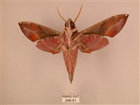 暗綠白腰天蛾藏品圖，第2張