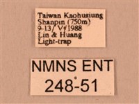 暗綠白腰天蛾藏品圖，第3張