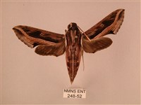 斜線天蛾藏品圖，第1張