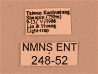 斜線天蛾藏品圖，第3張