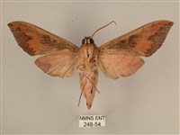 背中白天蛾藏品圖，第2張