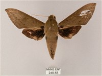 間斷斜紋天蛾藏品圖，第1張