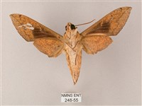 間斷斜紋天蛾藏品圖，第2張