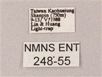 間斷斜紋天蛾藏品圖，第3張