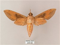 藏斜紋天蛾藏品圖，第2張