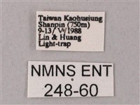 藏斜紋天蛾藏品圖，第3張