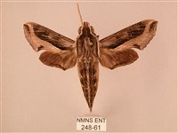 斜線天蛾藏品圖，第1張