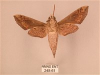 斜線天蛾藏品圖，第2張