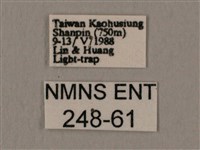 斜線天蛾藏品圖，第3張