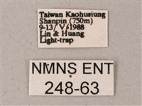 藏斜紋天蛾藏品圖，第3張