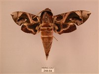 暗綠白腰天蛾藏品圖，第1張