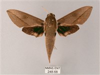 藏斜紋天蛾藏品圖，第1張