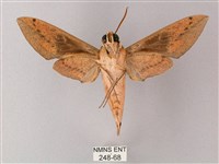 藏斜紋天蛾藏品圖，第2張