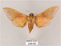 榆綠天蛾藏品圖，第2張