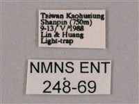 榆綠天蛾藏品圖，第3張