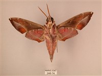 暗綠白腰天蛾藏品圖，第2張