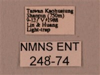 暗綠白腰天蛾藏品圖，第3張