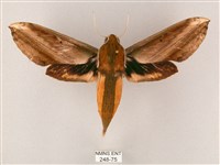 綠背斜紋天蛾藏品圖，第1張