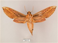 綠背斜紋天蛾藏品圖，第2張