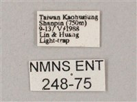 綠背斜紋天蛾藏品圖，第3張