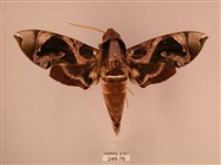 暗綠白腰天蛾藏品圖，第1張