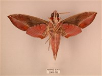 暗綠白腰天蛾藏品圖，第2張