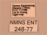 暗綠白腰天蛾藏品圖，第3張