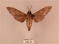 白星天蛾藏品圖，第2張