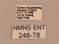 白星天蛾藏品圖，第3張