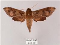 雙斑白肩天蛾藏品圖，第1張