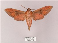 雙斑白肩天蛾藏品圖，第2張