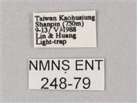 雙斑白肩天蛾藏品圖，第3張