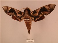 暗綠白腰天蛾藏品圖，第1張