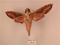 暗綠白腰天蛾藏品圖，第2張