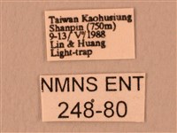 暗綠白腰天蛾藏品圖，第3張