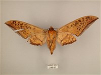 臺灣鷹翅天蛾藏品圖，第2張