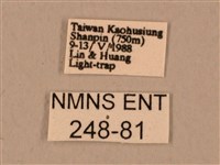 臺灣鷹翅天蛾藏品圖，第3張