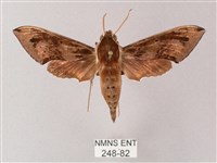 雙斑白肩天蛾藏品圖，第1張